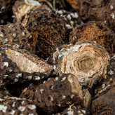 روغن کندش خالص - (120 سی سی) روغن کندوش اصل
